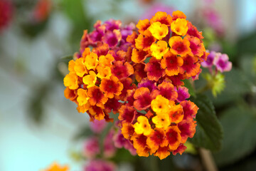 yellow and red flowers