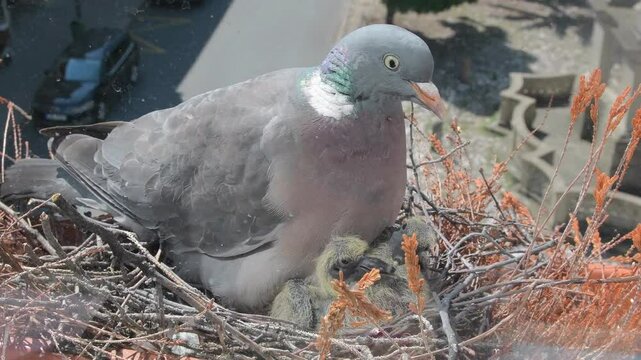 A dove keeps its young pigeons warm. Two day old baby squabs are being heated by a dove. A pigeon pair and their nest in a plant box on a window sill. The concept of bird life in the urban environment
