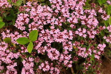 Fototapeta premium Thymus longicaulis