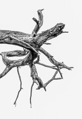 Arbol de Cují seco - Falcon Venezuela