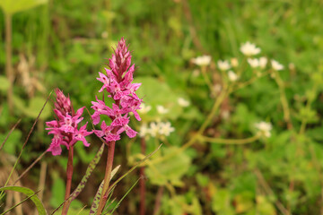 Dactylorhiza Praetermissa