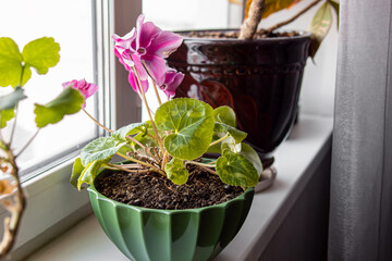 Cyclamen with pink flowers in a pot on the windowsill. Natural