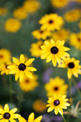 Bright yellow black eyed Susan flowers garden - vertical