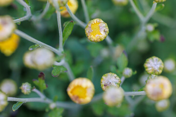 Close-up view of delicate yellow flower buds