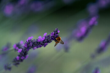 bee on lavender