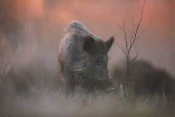 Dzik euroazjatycki, dzik, (Sus scrofa) © Bartosz Rakoczy
