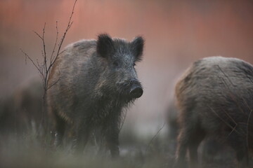 Dzik euroazjatycki, dzik, (Sus scrofa) © Bartosz Rakoczy