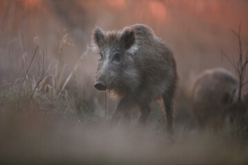 Dzik euroazjatycki, dzik, (Sus scrofa) © Bartosz Rakoczy