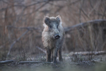 Dzik euroazjatycki, dzik, (Sus scrofa) © Bartosz Rakoczy