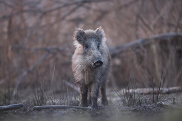 Dzik euroazjatycki, dzik, (Sus scrofa) © Bartosz Rakoczy