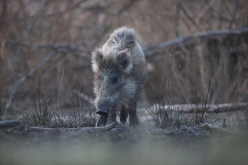 Dzik euroazjatycki, dzik, (Sus scrofa) © Bartosz Rakoczy