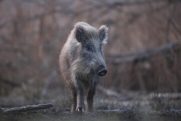 Dzik euroazjatycki, dzik, (Sus scrofa) © Bartosz Rakoczy