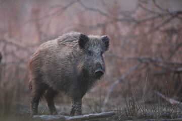 Dzik euroazjatycki, dzik, (Sus scrofa) © Bartosz Rakoczy
