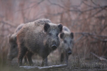 Dzik euroazjatycki, dzik, (Sus scrofa) © Bartosz Rakoczy
