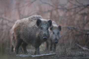 Dzik euroazjatycki, dzik, (Sus scrofa) © Bartosz Rakoczy