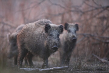 Dzik euroazjatycki, dzik, (Sus scrofa) © Bartosz Rakoczy