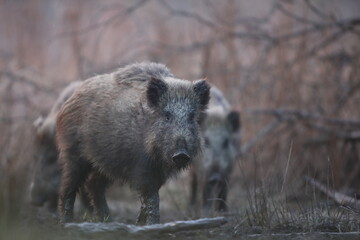 Dzik euroazjatycki, dzik, (Sus scrofa) © Bartosz Rakoczy