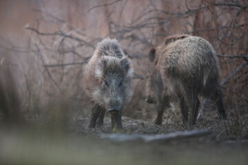 Dzik euroazjatycki, dzik, (Sus scrofa) © Bartosz Rakoczy