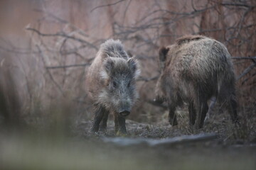 Dzik euroazjatycki, dzik, (Sus scrofa) © Bartosz Rakoczy