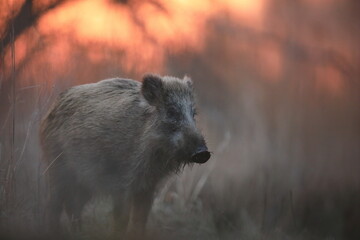 Dzik euroazjatycki, dzik, (Sus scrofa) © Bartosz Rakoczy