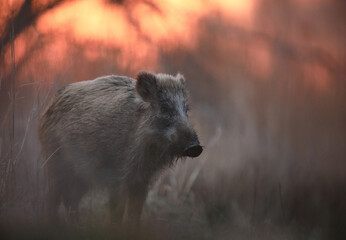 Dzik euroazjatycki, dzik, (Sus scrofa) © Bartosz Rakoczy