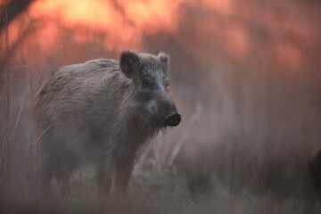 Dzik euroazjatycki, dzik, (Sus scrofa) © Bartosz Rakoczy