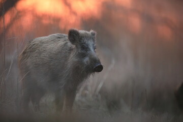 Dzik euroazjatycki, dzik, (Sus scrofa) © Bartosz Rakoczy