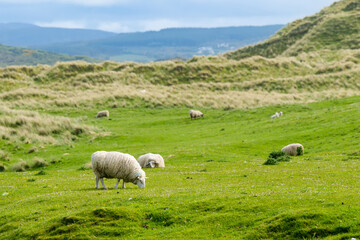 Obraz premium Sheep marked with dye grazing in green pastures. Adult sheep and baby lambs feeding in lush green meadows of Ireland.