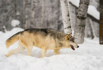 Grey Wolf (Canis lupus) Moves Right Through Snow In Birch Forest Winter
