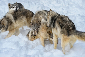 Grey Wolf (Canis lupus) Pack Piles Together in Greetings Winter