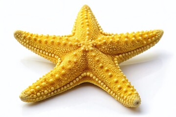 Vibrant Yellow Starfish Isolated on Pure White Background - High-Resolution Stock Photo