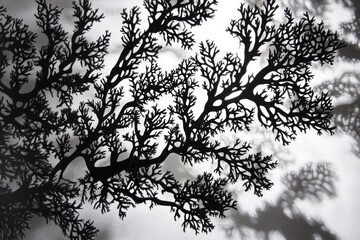 Obraz premium Intricate black silhouette of a seaweed or coral, casting a shadow on a white background.
