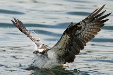osprey is hunting a fish