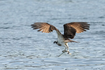 osprey is hunting a fish