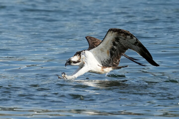 osprey is hunting a fish