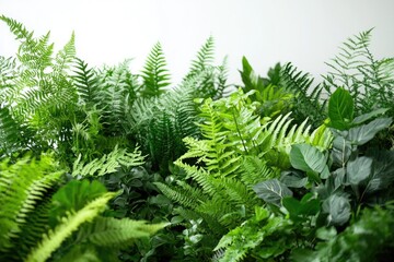 Fototapeta premium Lush green foliage of various ferns and plants creates a vibrant, natural backdrop.