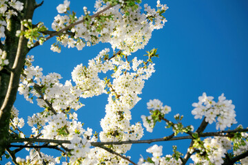 Cherry blossoms in full bloom with delicate white flowers on branches, set against a vibrant blue sky, showcasing the beauty of spring.