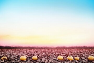 A serene pumpkin field at sunset with vibrant hues, showcasing nature's beauty and harvest season