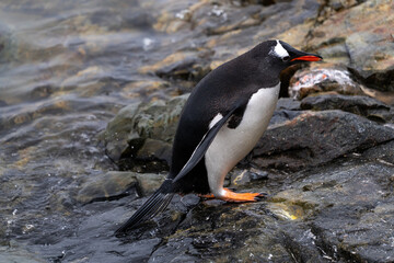 Single gentoo penguin. Penguins in Antarctica.