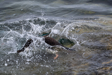 Gentoo penguin jumping into the Southern Ocean and swimming.