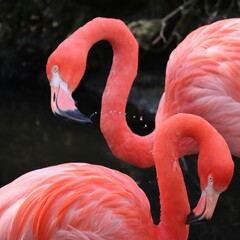 Gorgeous Pink Flamingoes FLamingos Homosassa Springs Florida Native Species