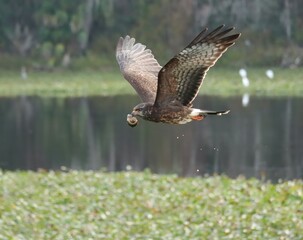 Endangered Snail Kite Evolutionary Wonder Paynes Prairie Florida K15