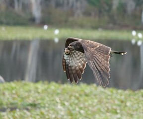 Endangered Snail Kite Evolutionary Wonder Paynes Prairie Florida K15