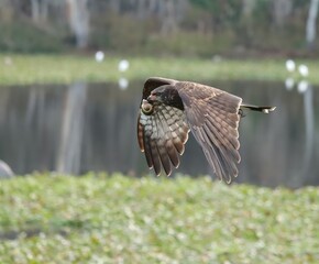 Endangered Snail Kite Evolutionary Wonder Paynes Prairie Florida K15