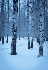 Winter wonderland: Footprints in the snow lead through a birch forest.  A serene and peaceful snowy landscape.