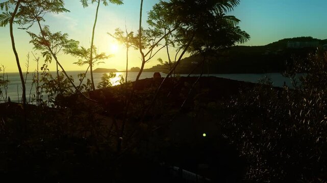Trees in the Morning Sunrise Light in Turkey Datca