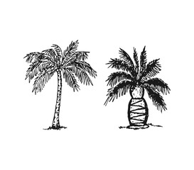Palmtrees hand-drawn cartoon sketch vector element illustration.