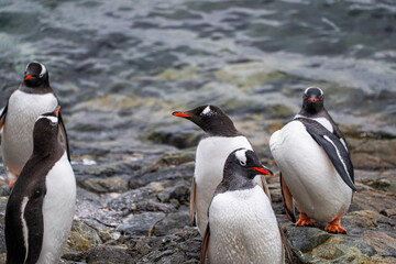 Obraz premium Gentoo penguins in Antarctica. Wild nature. Snow. South Pole.