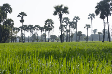 Dew on the grass in the sunny morning with beautiful soft bokeh effect. sunrise on the green grass