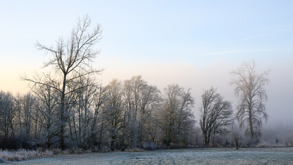 Winter landscape of frosty trees behind green grass field at sunrise